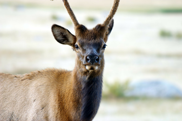 Photo of a yearling elk bull, looking directly at the camera. His coat is reddish brown on his shoulders, shading to a lighter brown on the side of his body. The front of his neck is quite dark, as is his face and eyes. Two “spike” antlers poke out of his head, still with soft velvet covering them. The background is out of focus, washed out green. Early one morning in Moraine Park, in Rocky Mountain National Park. September 2015.