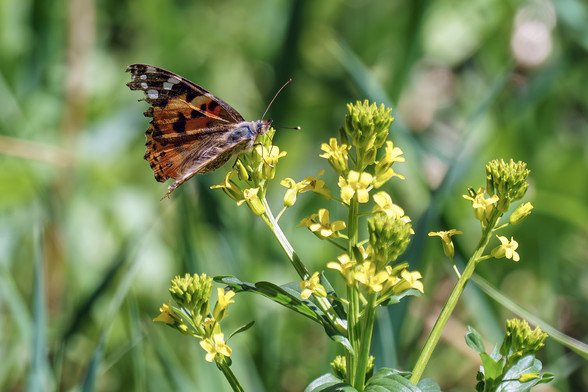 Photo of a Painted Lady butterfly perched on some yellow flowers. Its wings are dappled with blotches of orange and yellow and black and white. Its proboscis is hidden, poking into the flower to sip the nectar. The background is out of focus shades of green and pink. May 2017.