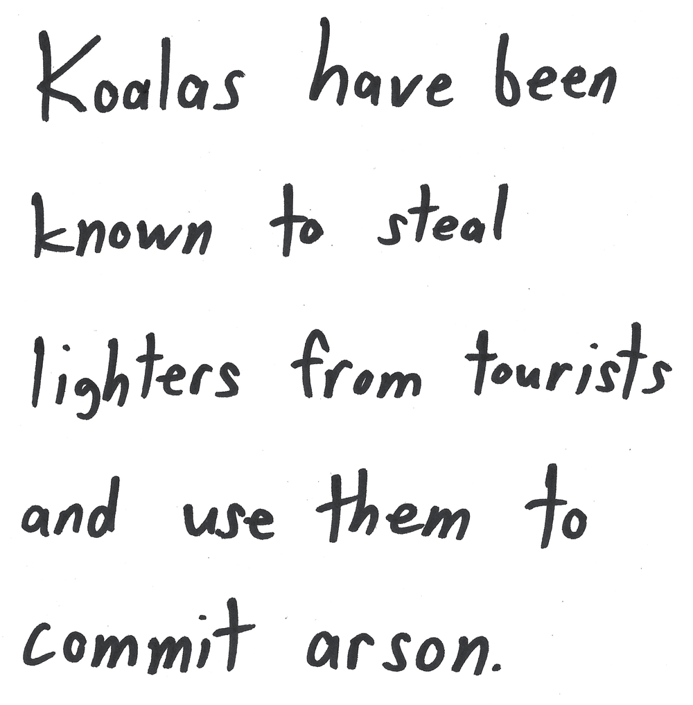 Koalas have been
known to steal
lighters from tourists
and use them to
commit arson.