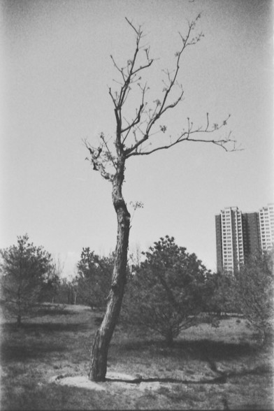 Ilford FP4 @ ISO 64

**English:**
This black-and-white image shows a solitary young tree standing in an open area, possibly a park or garden. The tree is slender with sparse branches and few leaves, indicating it might be early spring or late autumn. The background features a tall residential building, contrasting the natural element of the tree with the urban environment. The ground around the tree is covered with grass, and the overall atmosphere is calm and serene.

**Chinese:**
这张黑白照片展示了一棵孤…