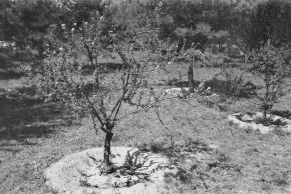 Ilford FP4 @ ISO 64

**English:**
This black-and-white photograph depicts a young tree planted in a rural landscape. The tree is centrally located and appears to be supported by a small mound of soil at its base. The surrounding area is grassy with patches of bare earth. In the background, there are more young trees, suggesting a plantation or orchard setting. The terrain is slightly hilly, and the overall scene conveys a sense of early growth and cultivation.

**Chinese:**
这张黑白照片描绘了一棵种植在农村景观中的…