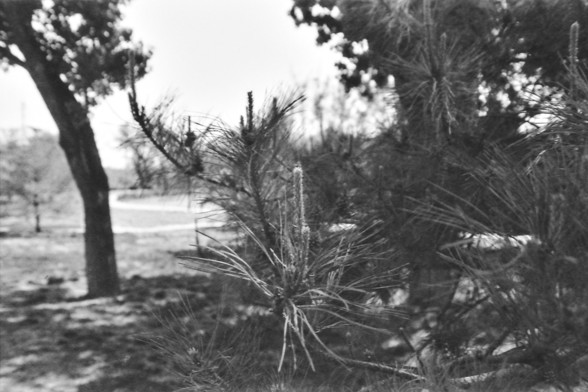 Ilford FP4 @ ISO 64

**English:**
This black-and-white photograph depicts a natural landscape with various trees and shrubs. The foreground features a prominent pine tree with long needles and a distinctive shape. The background includes a mix of other trees and vegetation, creating a dense and lush environment. The lighting suggests it might be a sunny day, with shadows cast on the ground, adding depth to the scene. The overall atmosphere is one of natural beauty and tranquility.

**Chinese:**…