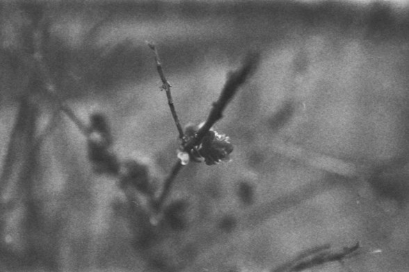 Ilford FP4 @ ISO 64

**English alt text:** A black and white photograph of a small branch with a few buds and droplets of water on it. The background is blurred, making the branch the focal point of the image.

**Chinese alt text:** 一张黑白照片，展示了一根带有几个花蕾和水滴的小树枝。背景模糊，使树枝成为图像的焦点。