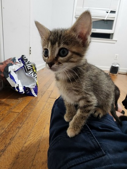closeup of a tabby kitten whose long snout, bulging eyes and big ears make her look like a fox.