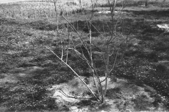 Ilford FP4 @ ISO 64

**English:**
This black-and-white photograph depicts a young tree planted in a small mound of soil. The tree is surrounded by a barren field with patches of grass and soil. The background shows a distant view of more vegetation and possibly a body of water, suggesting a rural or natural setting.

**Chinese:**
这张黑白照片展示了一棵幼树种植在一小块土丘上。树的周围是一片荒芜的田野，有草和土的斑块。背景显示了更多的植被和可能是一片水域，暗示着一个乡村或自然环境。