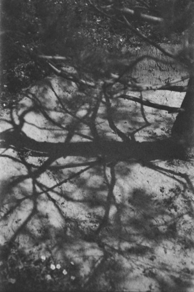 Ilford FP4 @ ISO 64

**English:**
This black-and-white photograph captures the intricate shadows of tree branches cast on a rough, textured surface. The shadows create a complex, web-like pattern, highlighting the natural beauty and complexity of the tree's branches.

**Chinese:**
这张黑白照片捕捉到树枝投射在粗糙、纹理丰富的表面上的错综影子。影子形成了复杂的网状图案，突显了树枝的自然美和复杂性。
