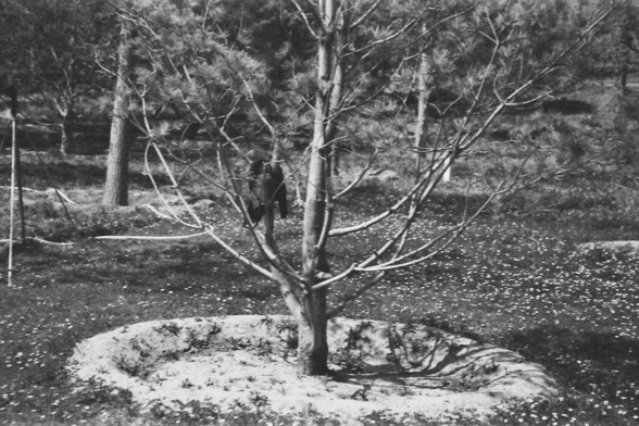Ilford FP4 @ ISO 64

**English:**
This black-and-white image features a young tree planted in a circular mound of soil. The tree is surrounded by a sparse landscape with patches of grass and soil. The background includes more trees and vegetation, indicating a natural or rural environment.

**Chinese:**
这张黑白照片展示了一棵种植在圆形土丘上的幼树。树的周围是稀疏的景观，有草和土的斑块。背景中有更多的树木和植被，表明这是一个自然或乡村环境。