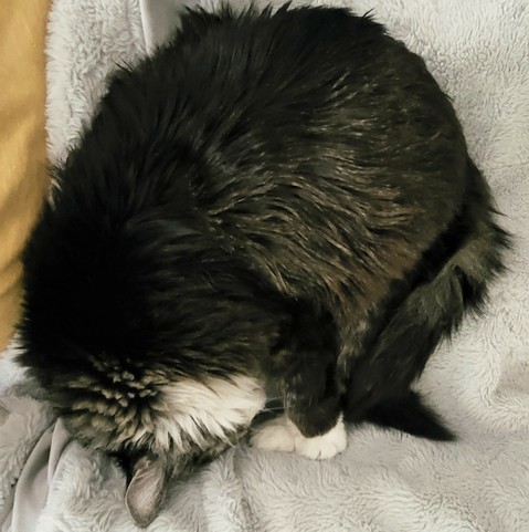 Winston,  a gray tabby tuxedo cat curled up, sleeping on a fleece blanket on a human's lap.