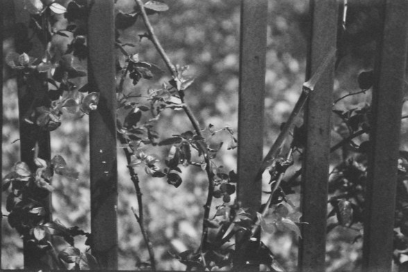 Ilford FP4 @ ISO 64

**English:**
A black and white photograph focusing on a section of a metal fence with vertical bars. The fence is partially covered with climbing plants and leaves, creating a pattern of light and shadow. The background is blurred, emphasizing the texture and details of the fence and foliage.

**Chinese:**
一张黑白照片，聚焦于一段带有垂直栏杆的金属栅栏。栅栏部分被攀援植物和树叶覆盖，形成光影交错的图案。背景模糊，突出了栅栏和植被的纹理和细节。
