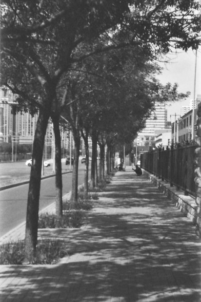 Ilford FP4 @ ISO 64

English alt text: A black and white photograph of a tree-lined sidewalk with a road running parallel to it. The sidewalk is shaded by the trees, and there is a person in the distance crouching near the fence on the right side. Buildings are visible in the background.

Chinese alt text: 一张黑白照片，展示了一条种满树木的人行道，旁边是一条平行的道路。人行道被树木遮蔽，远处有一个人蹲在右侧的围栏旁。背景中可以看到一些建筑物。