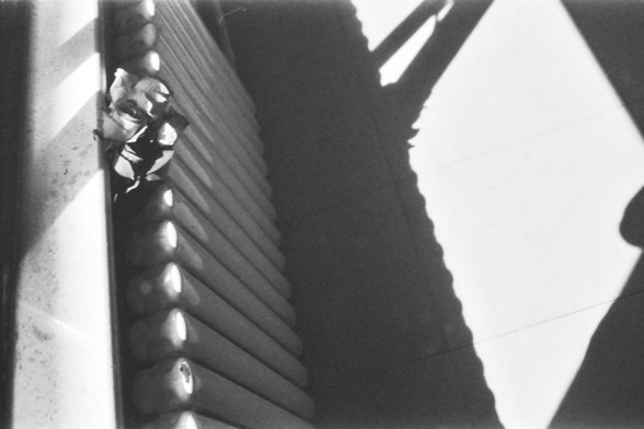 Ilford FP4 @ ISO 64

English alt text: A black and white photograph showing a single rose placed on a radiator. The radiator is casting shadows on the floor, creating a pattern of light and dark areas.

Chinese alt text: 一张黑白照片，显示一朵玫瑰花放在暖气片上。暖气片在地板上投下阴影，形成光与暗的图案。