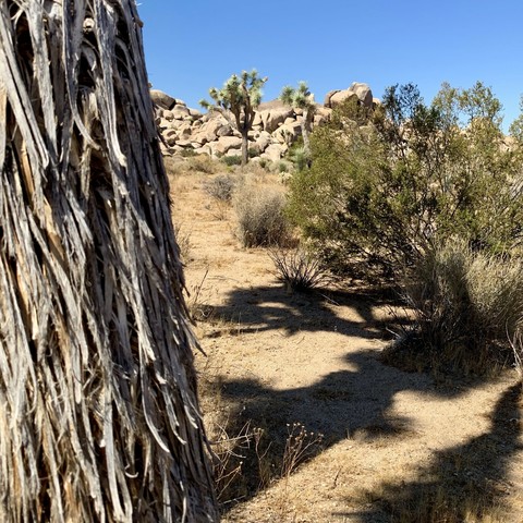 iPhone photo taken at Joshua Tree featuring a desert landscape w/ textured tree bark in the foreground, sparse brown and green vegetation and a distant view of boulders and Joshua trees against a clear blue sky