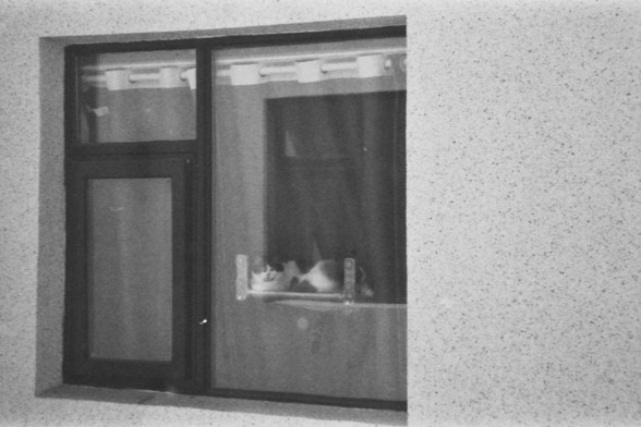 Ilford FP4 @ ISO 64

**Alt text in English:** A black and white photo of a window with a cat sitting on the windowsill inside. The window has a dark frame and is divided into two sections, one larger and one smaller. The cat is looking outside through the glass.

**Alt text in Chinese:** 一张黑白照片，显示一扇窗户，窗台上有一只猫坐在里面。窗户有一个深色的框架，分为两个部分，一个较大，一个较小。猫透过玻璃向外看。