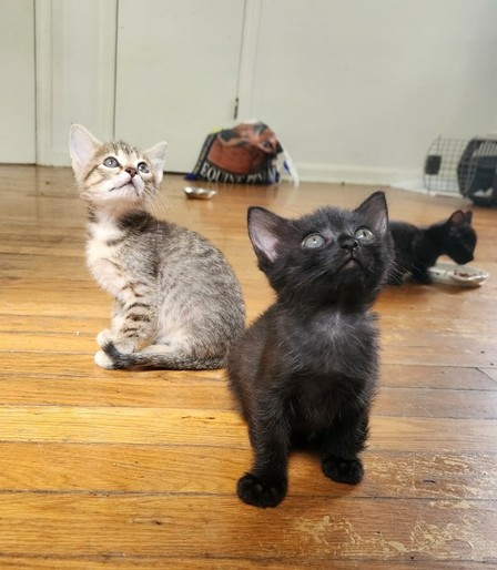 in foreground, a black kitten and a tabby kitten sitting on a wood floor and looking up. another black kitten is eating from a bowl in the background.