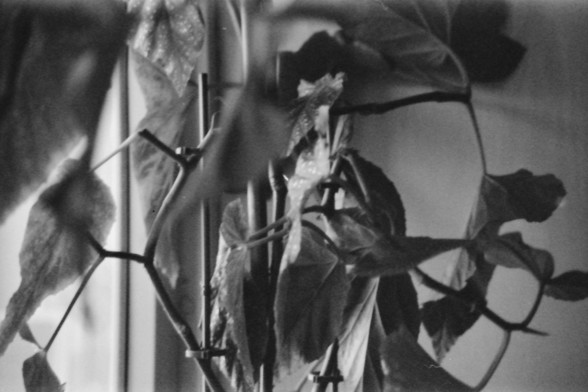 Ilford FP4 E.I. 64

**English Alt Text:**
"A black and white photograph of a plant with large, broad leaves. The plant is situated indoors, near a window, with light filtering through the leaves, creating a dramatic contrast and shadow effect. The leaves are detailed and appear slightly wilted or drooping."

**Chinese Alt Text:**
"一张黑白照片，展示了一株具有大而宽叶子的植物。植物位于室内，靠近窗户，光线透过叶子，形成戏剧性的对比和阴影效果。叶子细节清晰，看起来有些枯萎或下垂。"