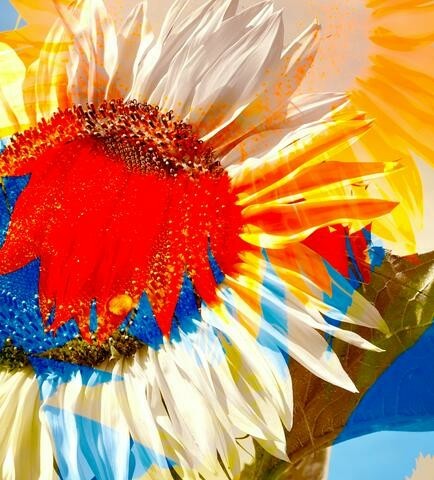 A composite photo of flower images overlaid.