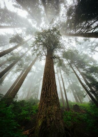 Tall trees in a misty forest seen from the ground.