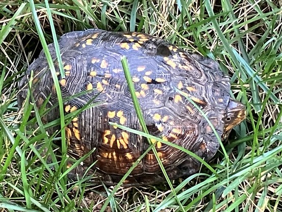 A turtle with a patterned shell featuring orange spots is resting in green grass. Its head is mostly withdrawn into its shell. 