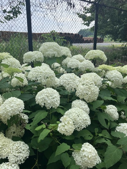 A lush cluster of white hydrangea flowers in full bloom, with a green foliage background. Behind the chain-link fence is an industrial train yard.
