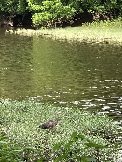 A heron stands in the tall grass near the edge of a calm river, surrounded by lush green foliage.