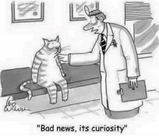 Single panel cartoon.
A human doctor is wearing a long white lab coat and one of those stereotypical round mirror thingies that doctors don’t wear on their heads anymore but cartoonists draw anyway, with a clipboard in one hand, is reaching out to an anthropomorphic tabby cat sitting on a bench looking worried. The doctor says, “Bad news, it’s curiosity.”