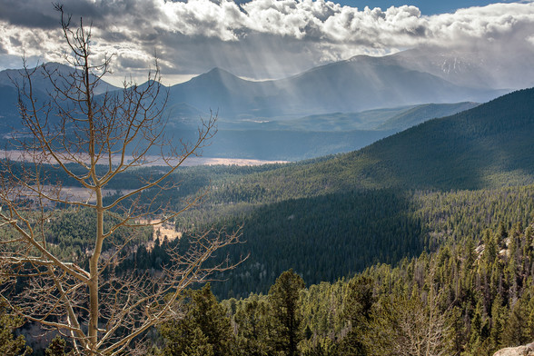 Scenic photo taken in Rocky Mountain National Park. Looking south from the observation area at Many Parks Curve along Trail Ridge Road. In the left foreground an aspen tree that’s lost all of its leaves pokes up, reaching to the top of the frame. To the right of the tree, and reaching across the frame, green pine trees stretch out to the center, dropping away in the distance. Areas of brightly lit trees are mixed with areas shadowed by clouds. Across the background a range of mountains are in s…