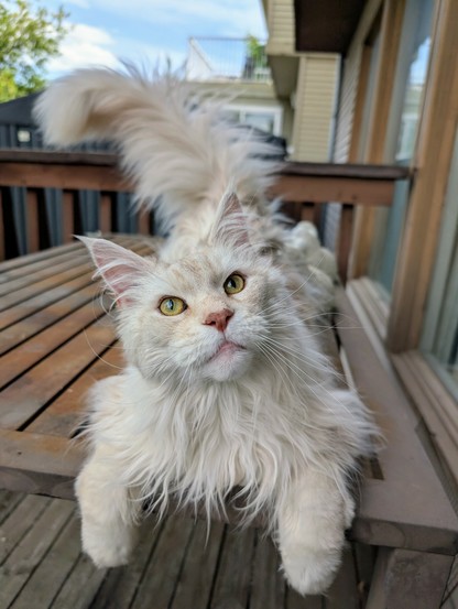 A cream coloured maine coon sits on a table with his fore paws hanging over the edge.  He's looking up a you with his big bushy tail raised in the background.