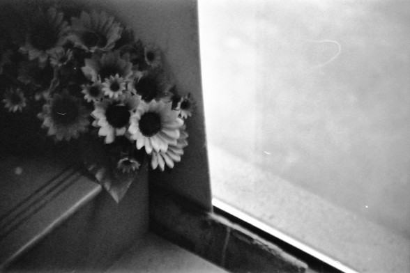 Ilford FP4 E.I. 64

English alt text: A black and white photograph of a bouquet of flowers, mainly sunflowers, placed near a window. The soft natural light illuminates the petals, creating a striking contrast between the dark interior and the bright exterior.

Chinese alt text: 一张黑白照片，展示了一束主要由向日葵组成的花束，放置在窗户附近。柔和的自然光照亮了花瓣，营造出室内阴暗与室外明亮之间的鲜明对比。