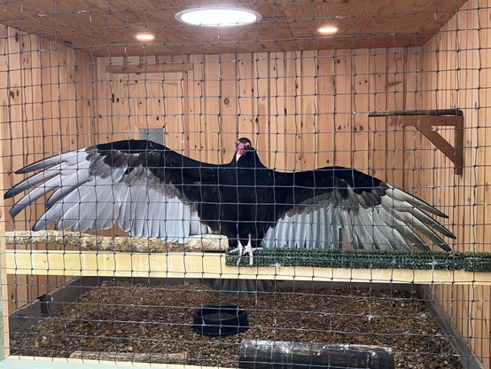 A turkey vulture with outstretched wings stands inside a wooden enclosure. The background features wooden walls and a perch, with a small dish on the ground. A netting covers the enclosure.