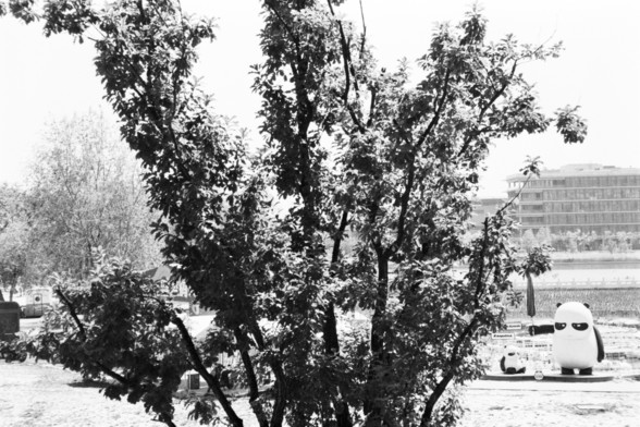 **English:**
This black-and-white image features a tree with sprawling branches in the foreground, partially obscuring the view. Behind the tree, there is a whimsical scene with two large panda sculptures, one of which appears to be sitting and holding a small object. The background includes a body of water and a large building, possibly indicating an urban park or a recreational area. The overall composition creates a playful and intriguing atmosphere.

**Chinese:**
这张黑白图片的前景是一棵枝叶繁茂的树，部分遮挡了视线。…