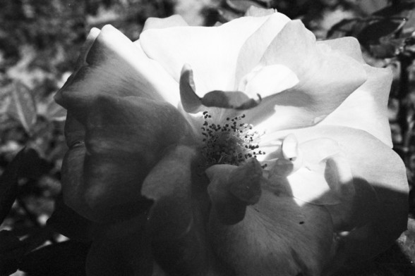 **English:**
This black-and-white close-up photograph focuses on a single, beautifully bloomed flower. The flower, which appears to be a rose, is in sharp focus, showcasing its delicate petals and intricate details. The center of the flower is clearly visible, with stamens and other reproductive parts highlighted. The background is blurred, drawing attention to the flower and creating a sense of depth in the image.

**Chinese:**
这张黑白特写照片聚焦于一朵盛开的花朵。这朵花看起来像是一朵玫瑰，清晰对焦，展示了它精致的花瓣和细腻的细节。花朵的中心部分清晰可见，花…
