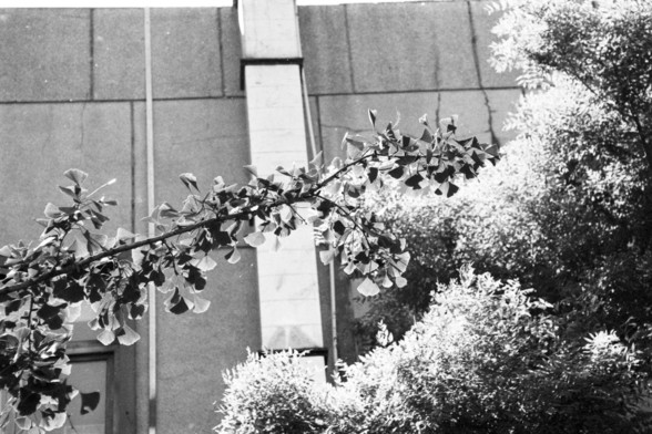 **English:**
This black-and-white photograph captures a branch with leaves extending into the frame from the left side. The leaves are detailed and appear to be from a deciduous tree. In the background, there is a building with a modern architectural style, characterized by clean lines and large windows. The contrast between the natural element of the leaves and the man-made structure of the building creates an interesting juxtaposition.

**Chinese:**
这张黑白照片拍摄了一根从左侧延伸进画面的树枝，树枝上有详细的叶子，看起来像是来自一棵落…