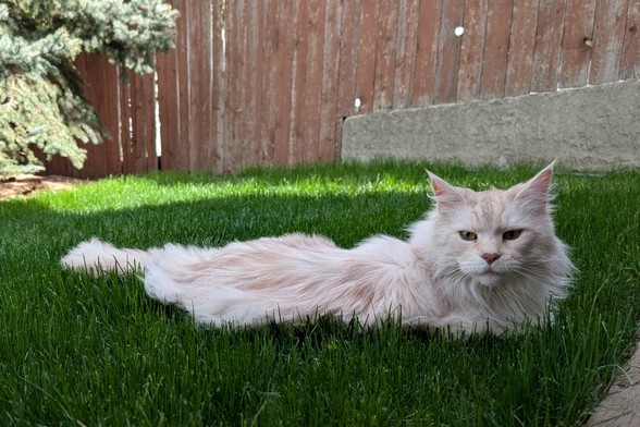 A cream coloured maine coon lay in the lawn.  the lawn is supporting his long fur so he looks flatter that he actually is.