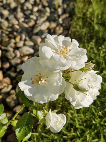 Photo of a group of white roses in sunlight, with shadows, in my back yard. In lower right, clipped grass, out of focus. On upper left, small gravel out of focus. June 2025