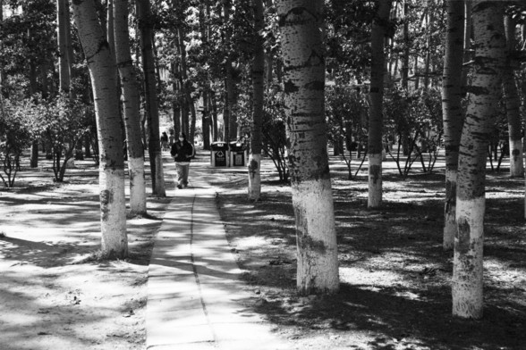 English alt text: A black and white photo of a park path flanked by evenly spaced trees with their trunks painted white at the base. A few people walk quietly along the paved walkway, framed by natural foliage. Trash bins are visible in the background, contributing to the everyday tranquility of the scene.

中文替代文本（Chinese alt text）：一张黑白照片展示了一条公园小路，路两旁是整齐排列的树木，树干下部涂有白漆。几位行人安静地走在铺设的步道上，周围环绕着自然景色。背景中可见垃圾桶，为这幅日常宁静的画面增添了现实感。