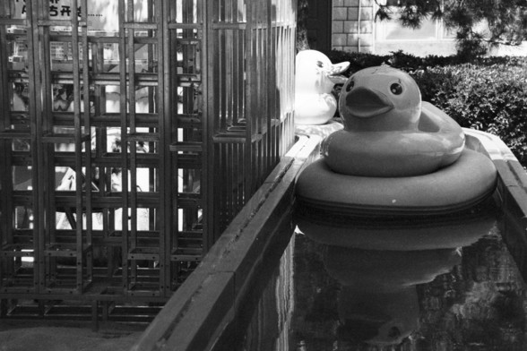 English alt text: Two large ducks shaped object float in a narrow water channel. One duck is in the foreground, reflected in the water, while the other is partially hidden behind a metal grid structure. The scene features an interesting contrast between the playful shapes of the ducks and the rigid geometry of the metal structure. Trees and a building with windows are visible in the background.

中文替代文本（Chinese alt text）：两只大型鸭型物漂浮在一条狭窄的水渠中。一只靠近前方，在水中有清晰倒影；另一只则部分被左侧的金属网格结构遮挡。画面中趣味盎然的鸭子与硬朗的金属框架形成鲜…