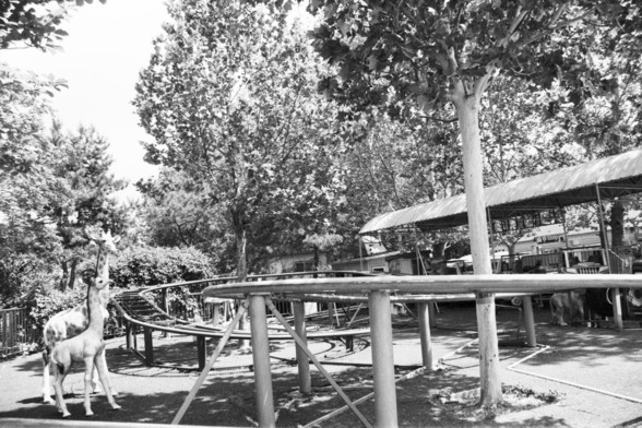**English:**
A black-and-white photograph of a small amusement park ride, possibly a roller coaster, with tracks curving gently. In the foreground, there are two statues of giraffes, and the background is filled with lush trees providing shade. The area appears to be part of a larger park with covered seating areas visible in the distance.

**Chinese:**
一张黑白照片，展示了一个小型游乐园的过山车，轨道轻轻弯曲。前景有两尊长颈鹿的雕像，背景是茂密的树木，提供了阴凉。这个区域看起来是一个更大公园的一部分，远处可以看到有遮盖的座位区。