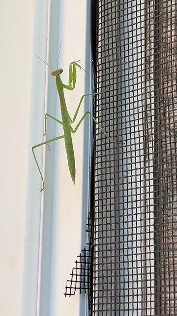A small, green praying mantis is doing a wobbly walk on the edge of a window screen. My fingertip looks huge in comparison and causes the insect to hasten away, climbing further up the screen. 