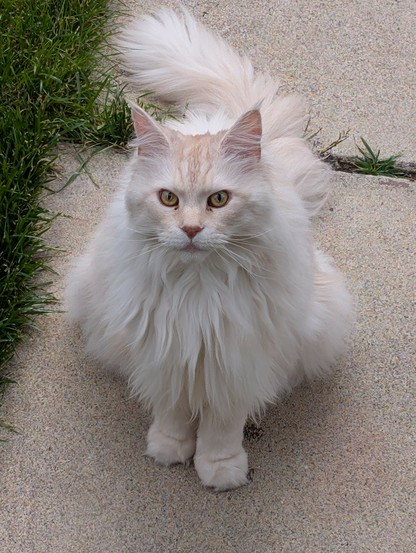 A cream coloured maine coon sits on a concrete paver looking up at you. 