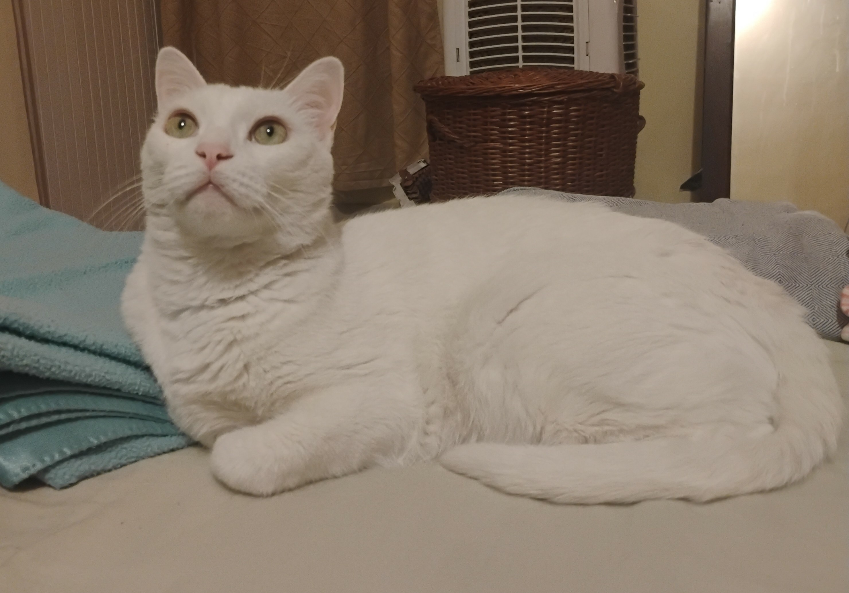 A large white cat sitting on a bed, his gaze intently fixed on something at a distance.