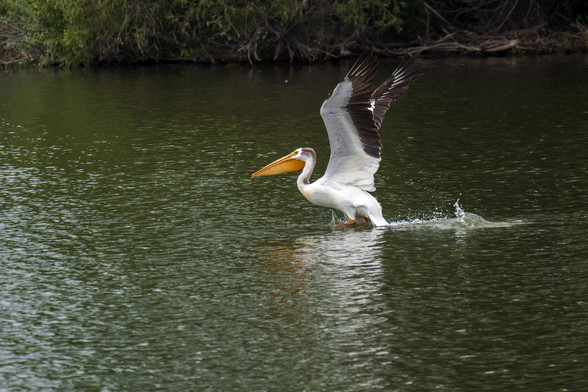 Photo of a White Pelican running a few steps across the water of a pond, wings raised for a power stroke to lift it into the air. Orange beak on the left, white body and wings with black feathers on the trailing edge f the wings. The water is green, and lightly rippled. Across the top of the frame is the far edge of the pond. June 2017.