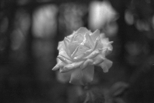 Foma FOMAPAN 400 Action (FF)

English alt text:
A black and white close-up photo of a white rose with water droplets on its petals. The soft focus on the background highlights the delicate textures and layers of the bloom, creating a timeless and serene mood.

中文替代文字（Chinese alt text）：
一张白玫瑰的黑白特写照片，花瓣上布满水珠。背景虚化，突显花朵细腻的纹理和层次，营造出宁静而永恒的氛围。