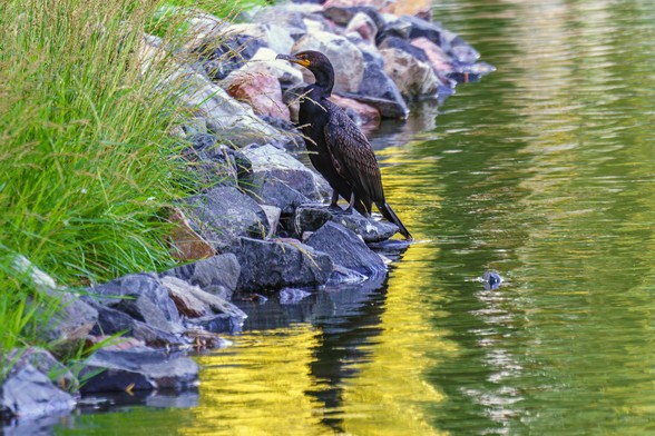 Photo of a cormorant, standing on a rock at the edge of a small pond in our neighborhood used for irrigation, looking to the left of the image. The bird is dark all over, darker on the belly. The wings are mottled dark gray with darker lines between the gray parts. On the head, also mostly dark, the chin is orange. There is a small hook at the end of the beak. The time is around sunset, in the shade, so the image is dark overall, but there are rocks behind the bird's head that are a lighter gra…