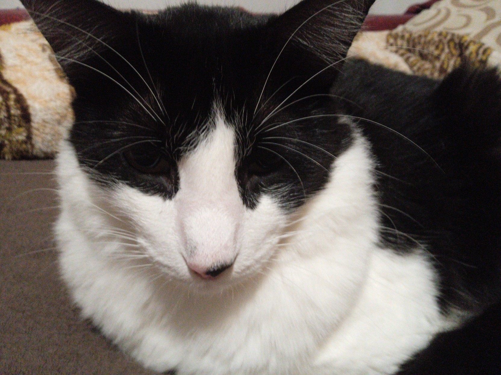 Black and white cat lying in a sofa.