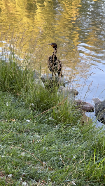 Short clip of a cormorant standing on some rocks at the edge of a pond, looking around at whatever is going on. Water is rippling behind it, with trees reflected in the sunset light. June 2025.