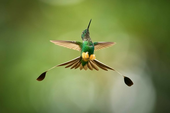 Hummingbird Humming and birding