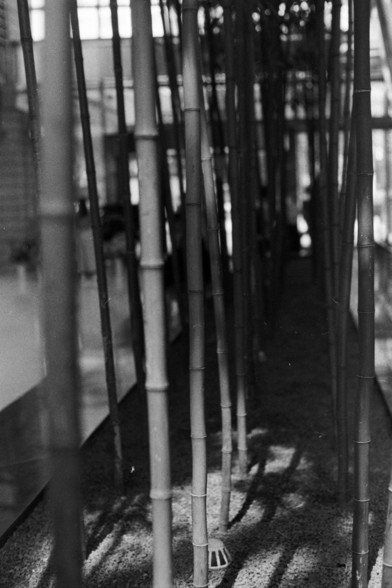 Fujifilm Neopan 100 SS (FF)

**English:**
A black and white photograph depicting a cluster of bamboo stalks. The image is taken from a low angle, looking upwards, which emphasizes the height and vertical lines of the bamboo. The background is blurred, drawing focus to the bamboo in the foreground and creating a serene, almost abstract visual effect.

**Chinese:**
一张黑白照片，描绘了一簇竹子。照片从低角度拍摄，向上看，强调了竹子的高度和垂直线条。背景模糊，将焦点集中在前景的竹子上，营造出一种宁静、几乎抽象的视觉效果。
