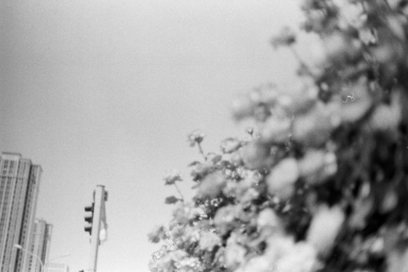 Fujifilm Neopan 100 SS (FF)

**English:**
A black and white photograph capturing a close-up view of a tree with dense foliage. The tree branches and leaves dominate the right side of the image, creating a sense of depth and texture. In the background, a tall building and a traffic light can be seen, adding an urban element to the natural scene.

**Chinese:**
一张黑白照片，捕捉到一棵枝叶茂密的树的特写视图。树枝和树叶占据了图像的右侧，营造出深度和质感。背景中可见一栋高楼和一个交通灯，为自然景观增添了城市元素。
