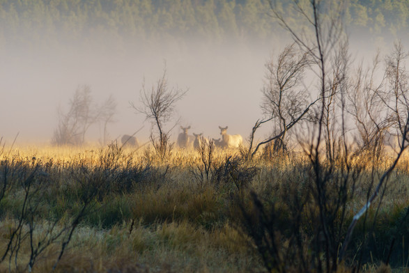 Photo of a small collection of elk one morning shortly after sunrise in Moraine Park, Rocky Mountain National Park. Foreground is in shadow with a leafless bush at the right. Across the middle five or six elk cows are standing in sunlight with morning fog around and behind them. October 2015.