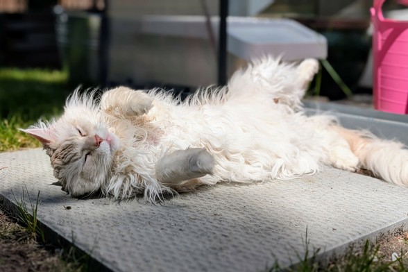 A cream coloured maine coon cat lays on is back on a patio stone in front of a green house.  His belly is in a sunbeam and he has a content look on his face. 